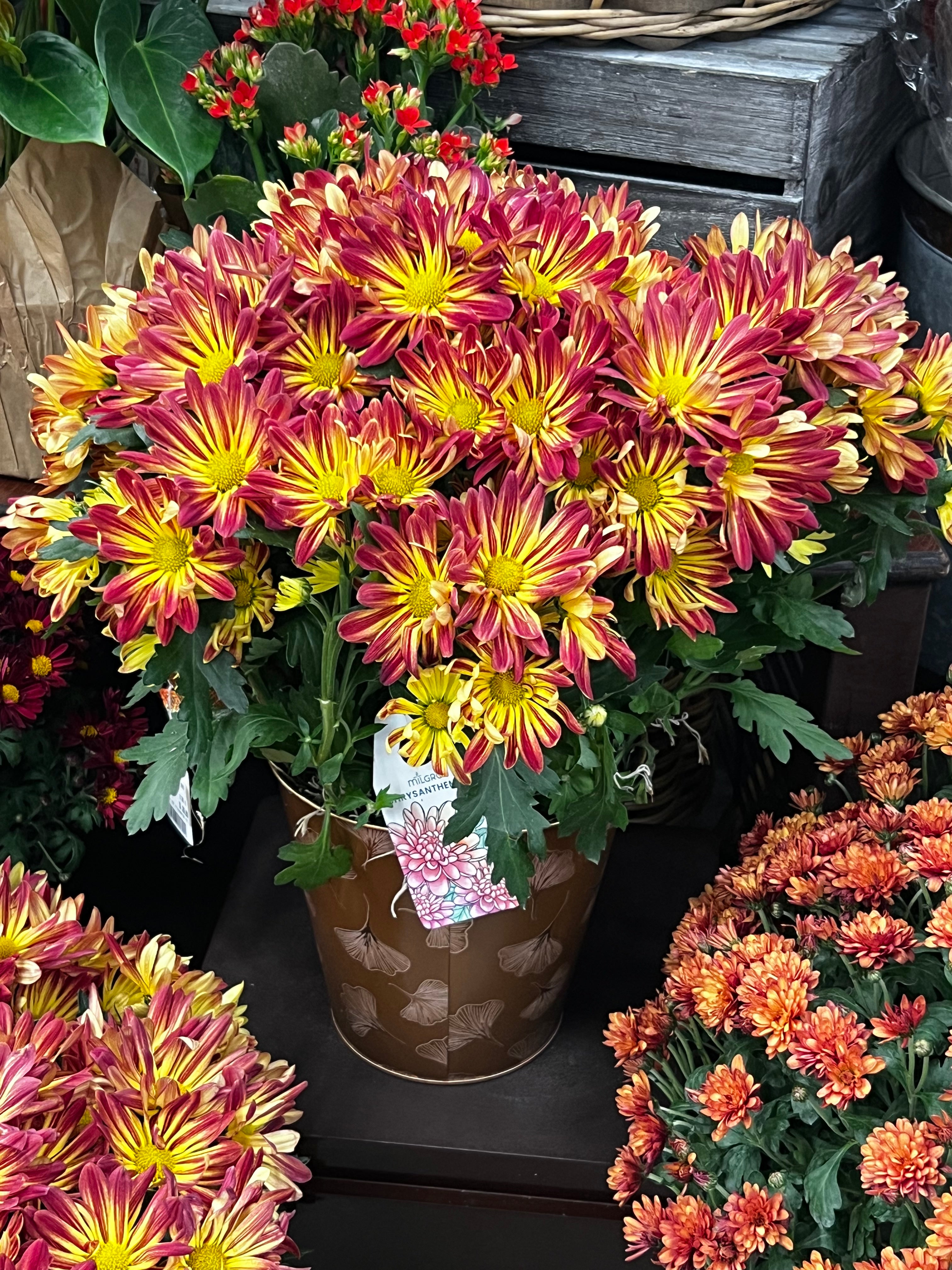 Mum or Marigold Seasonal Planter