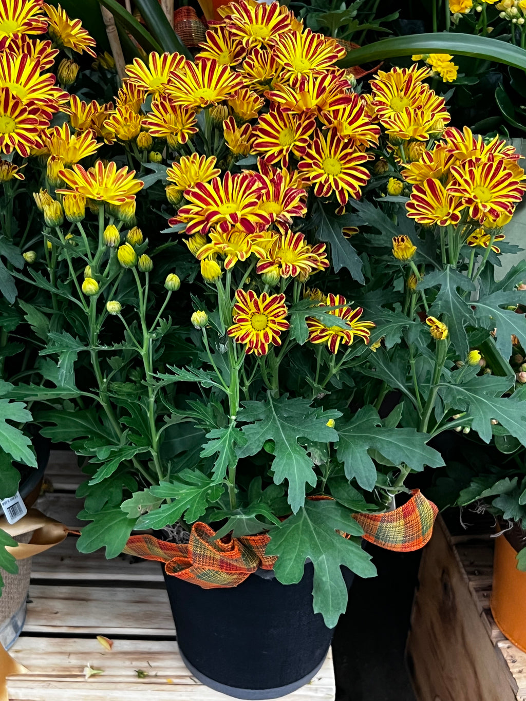Mum or Marigold Seasonal Planter
