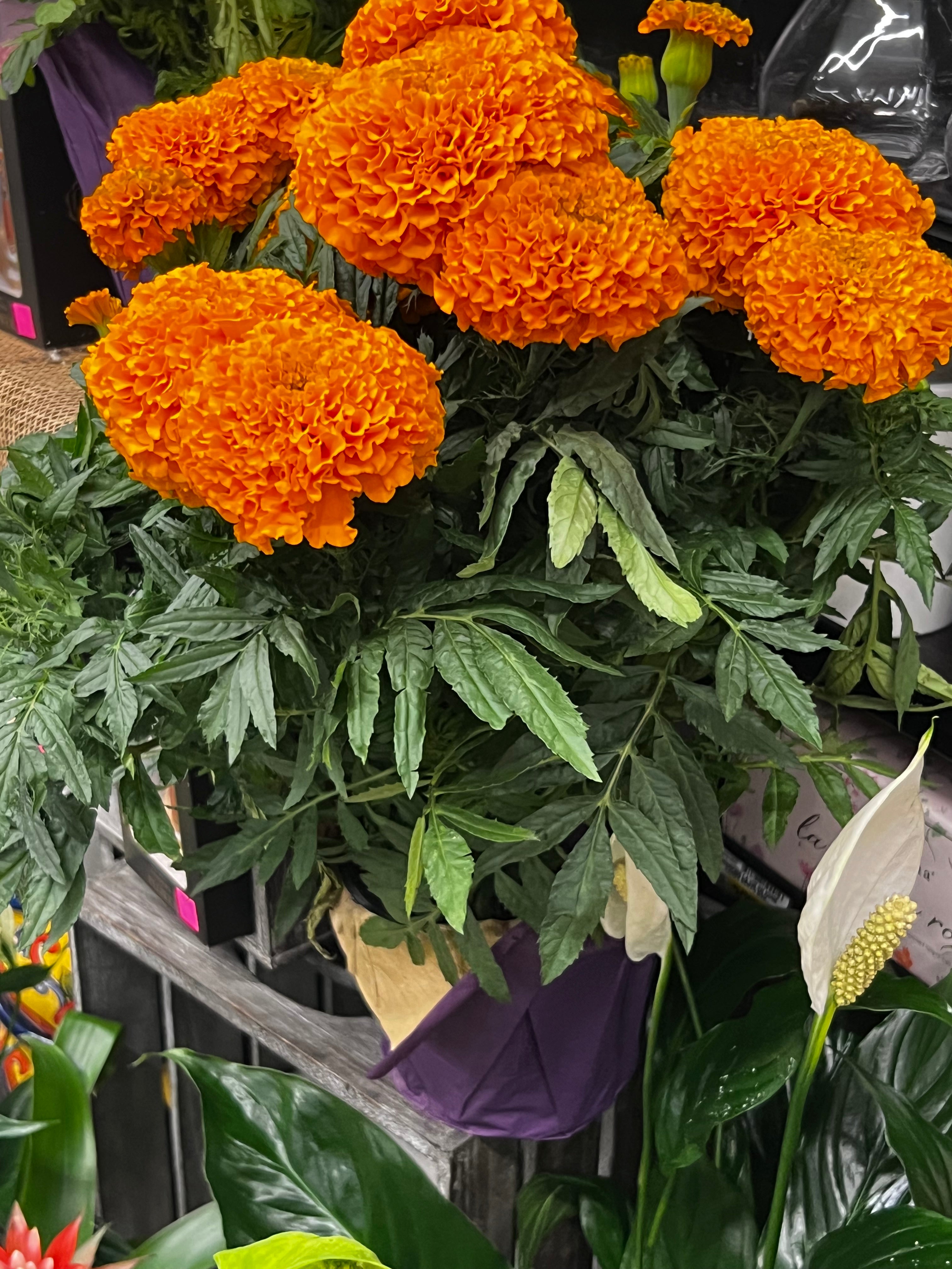 Mum or Marigold Seasonal Planter
